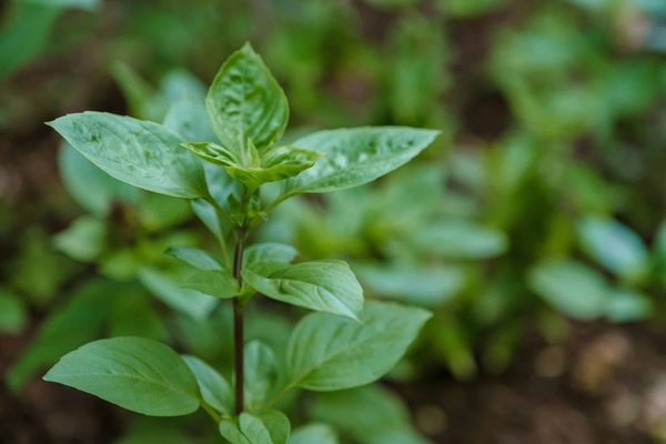 Sustainable Home Solutions and Their Long-term Effects